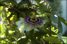 Passionsblomma