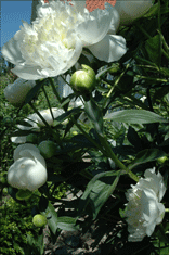 Pion