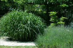 J&auml;ttegr&auml;s, lavendel och bl&aring;regn