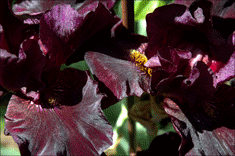 Iris - Old black magic