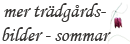 Mer sommriga tr&auml;dg&aring;rdsbilder