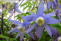 Clematis Alpina