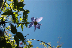 Clematis Alpina mot bl&aring; himmel