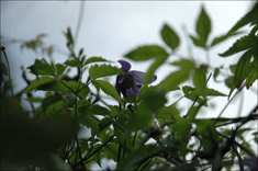 Clematis Alpina