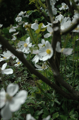 Anemoner