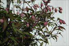Clematis Montana Rubens i knopp