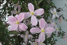Clematis Montana Rubens utslagen