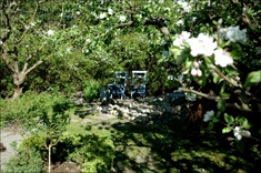 Blommande &auml;ppeltr&auml;d
