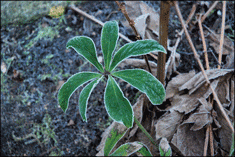 Helleborus blad med frost