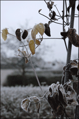 Frostnupna klematisblad